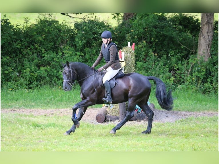 Caballo de deporte irlandés Caballo castrado 6 años 158 cm Negro in Wexford, Ireland