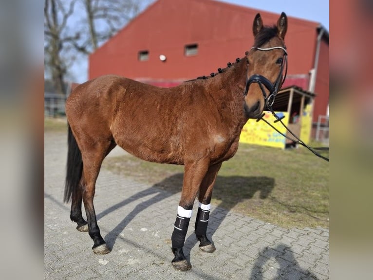 Caballo de deporte irlandés Caballo castrado 6 años 160 cm Castaño in Kluse