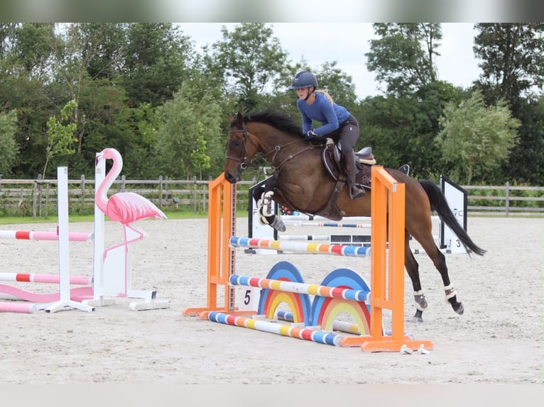 Caballo de deporte irlandés Caballo castrado 6 años 160 cm Castaño in Pepingen
