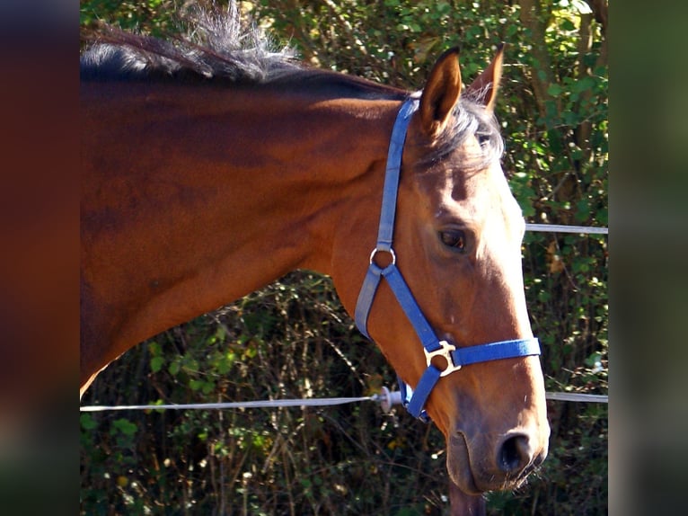 Caballo de deporte irlandés Caballo castrado 6 años 160 cm Castaño in Velpke