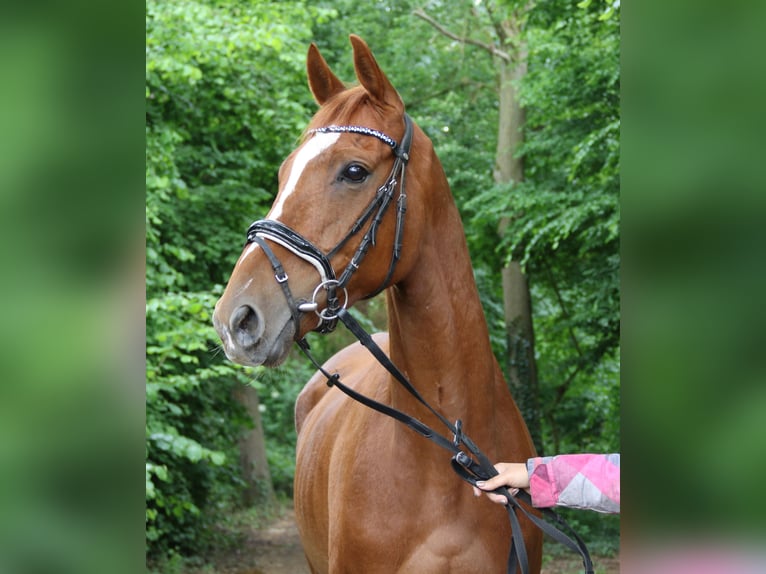 Caballo de deporte irlandés Caballo castrado 6 años 162 cm Alazán in Wachtendonk