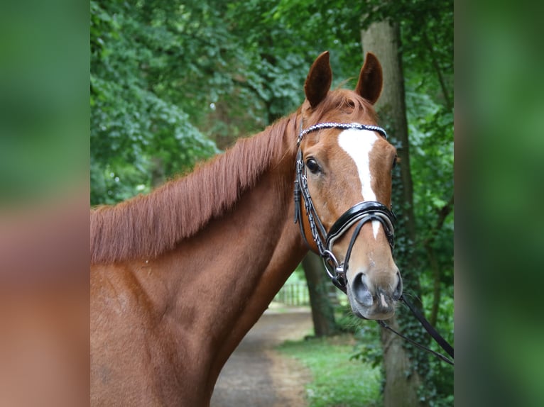 Caballo de deporte irlandés Caballo castrado 6 años 162 cm Alazán in Wachtendonk