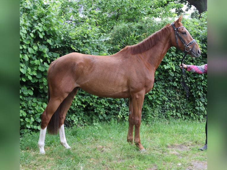 Caballo de deporte irlandés Caballo castrado 6 años 162 cm Alazán in Wachtendonk