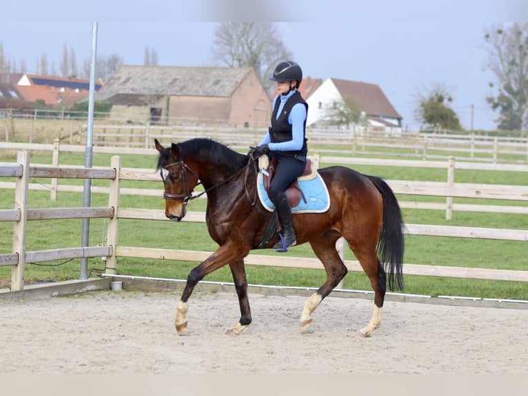 Caballo de deporte irlandés Caballo castrado 6 años 162 cm Castaño in Bogaarden