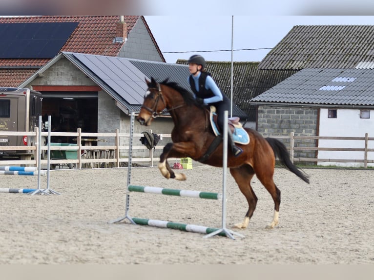 Caballo de deporte irlandés Caballo castrado 6 años 162 cm Castaño in Bogaarden