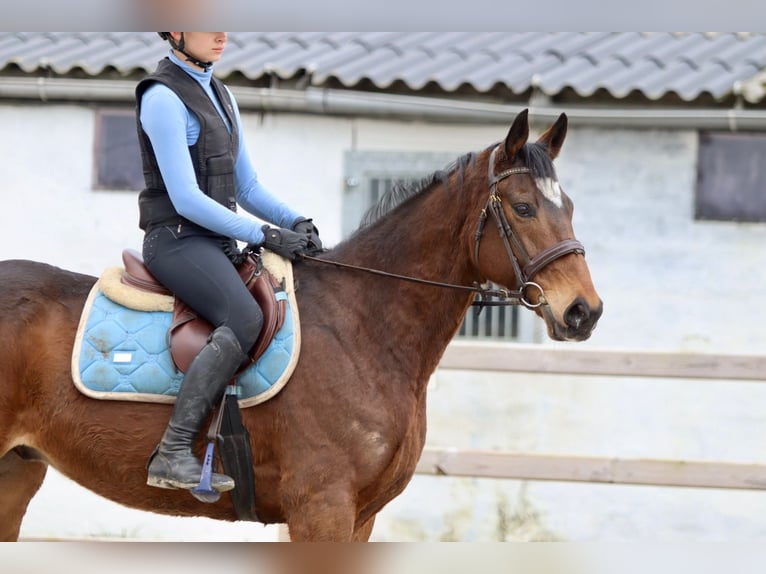 Caballo de deporte irlandés Caballo castrado 6 años 162 cm Castaño in Bogaarden