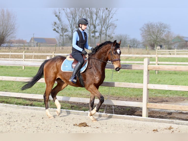 Caballo de deporte irlandés Caballo castrado 6 años 162 cm Castaño in Bogaarden