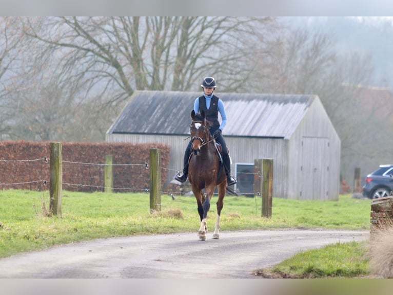 Caballo de deporte irlandés Caballo castrado 6 años 162 cm Castaño in Bogaarden