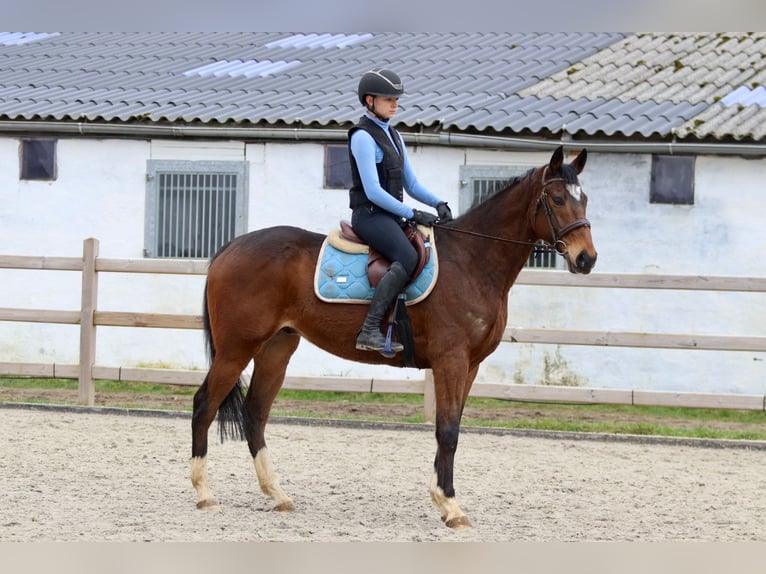 Caballo de deporte irlandés Caballo castrado 6 años 162 cm Castaño in Bogaarden