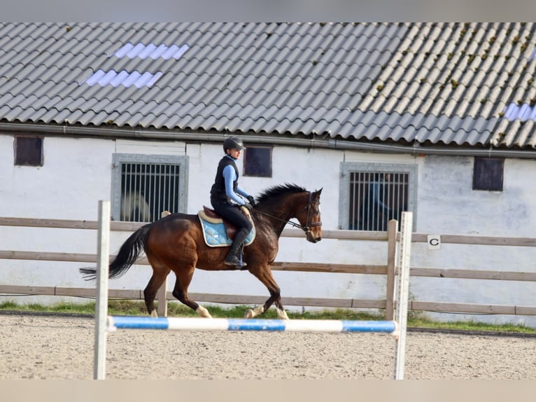 Caballo de deporte irlandés Caballo castrado 6 años 162 cm Castaño in Bogaarden