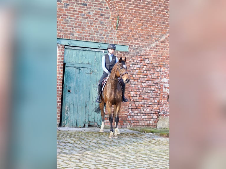 Caballo de deporte irlandés Caballo castrado 6 años 162 cm Castaño in Bogaarden