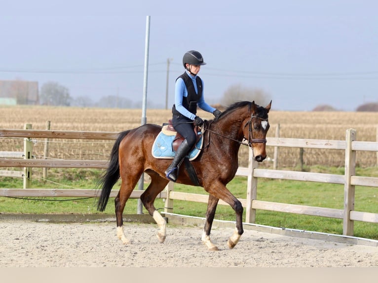 Caballo de deporte irlandés Caballo castrado 6 años 162 cm Castaño in Bogaarden