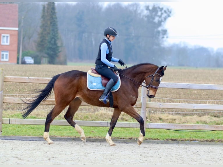 Caballo de deporte irlandés Caballo castrado 6 años 162 cm Castaño in Bogaarden