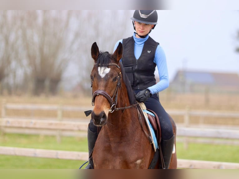 Caballo de deporte irlandés Caballo castrado 6 años 162 cm Castaño in Bogaarden