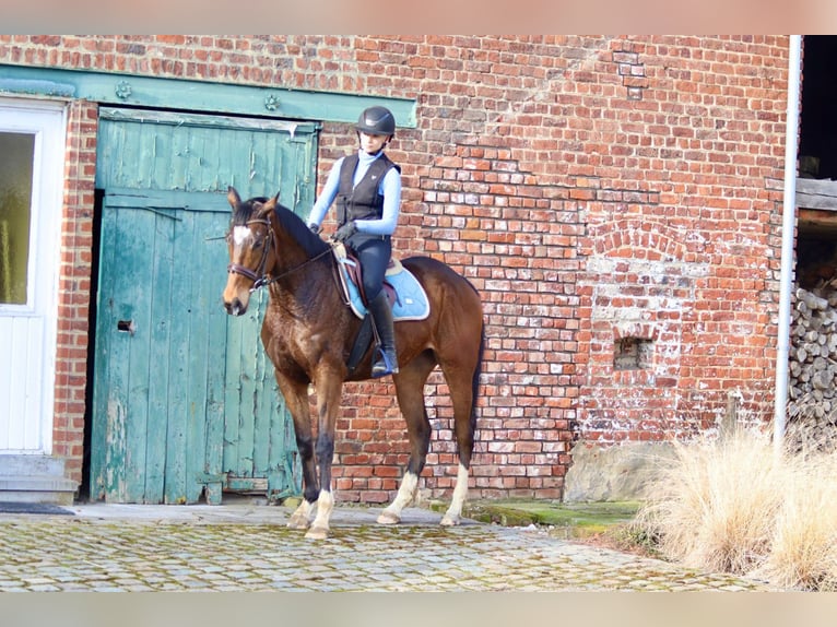 Caballo de deporte irlandés Caballo castrado 6 años 162 cm Castaño in Bogaarden