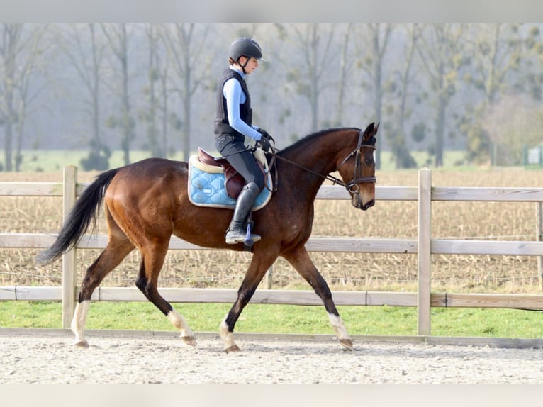 Caballo de deporte irlandés Caballo castrado 6 años 162 cm Castaño in Bogaarden