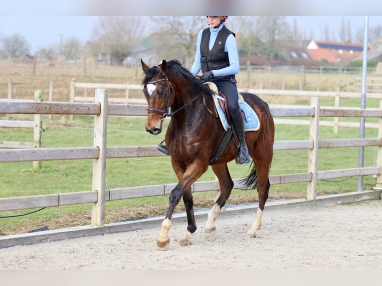 Caballo de deporte irlandés Caballo castrado 6 años 162 cm Castaño in Bogaarden