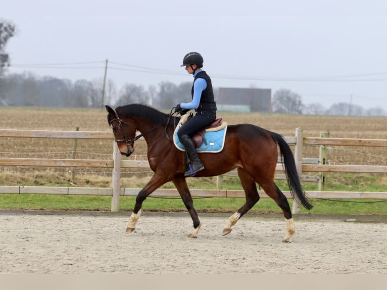 Caballo de deporte irlandés Caballo castrado 6 años 162 cm Castaño in Bogaarden