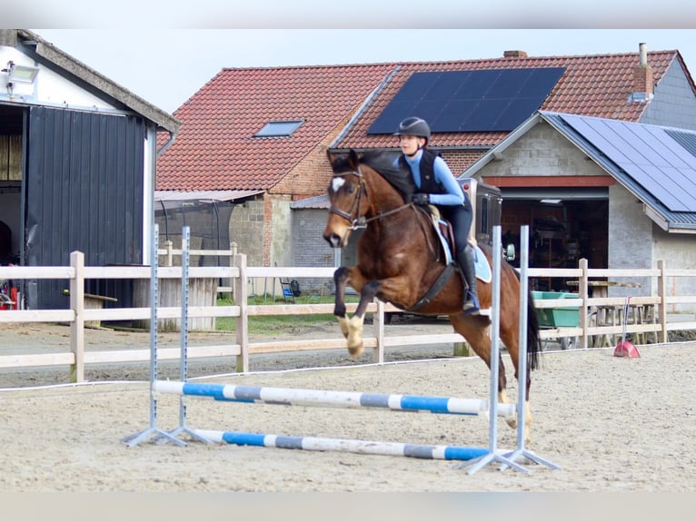 Caballo de deporte irlandés Caballo castrado 6 años 162 cm Castaño in Bogaarden