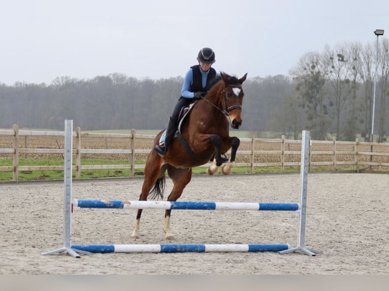 Caballo de deporte irlandés Caballo castrado 6 años 162 cm Castaño in Bogaarden