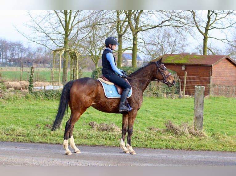 Caballo de deporte irlandés Caballo castrado 6 años 162 cm Castaño in Bogaarden