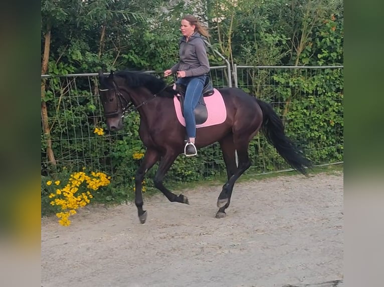 Caballo de deporte irlandés Caballo castrado 6 años 162 cm Morcillo in Lage