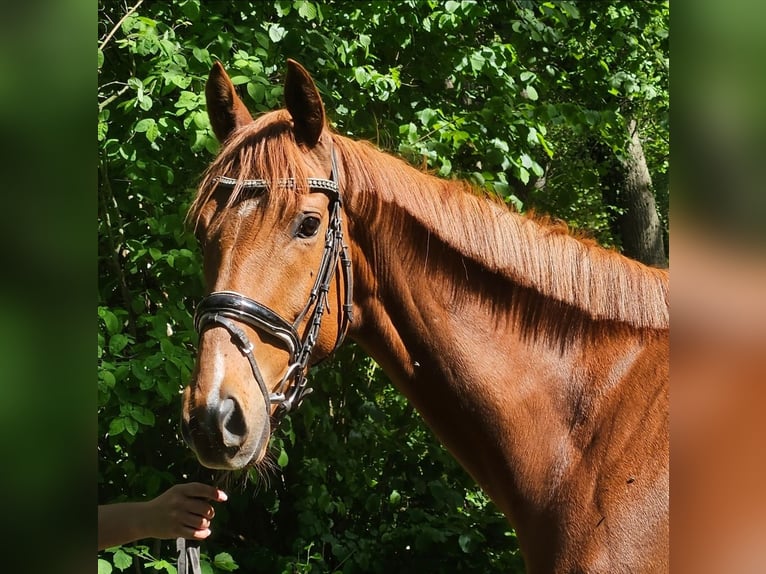 Caballo de deporte irlandés Caballo castrado 6 años 163 cm Alazán in Wachtendonk