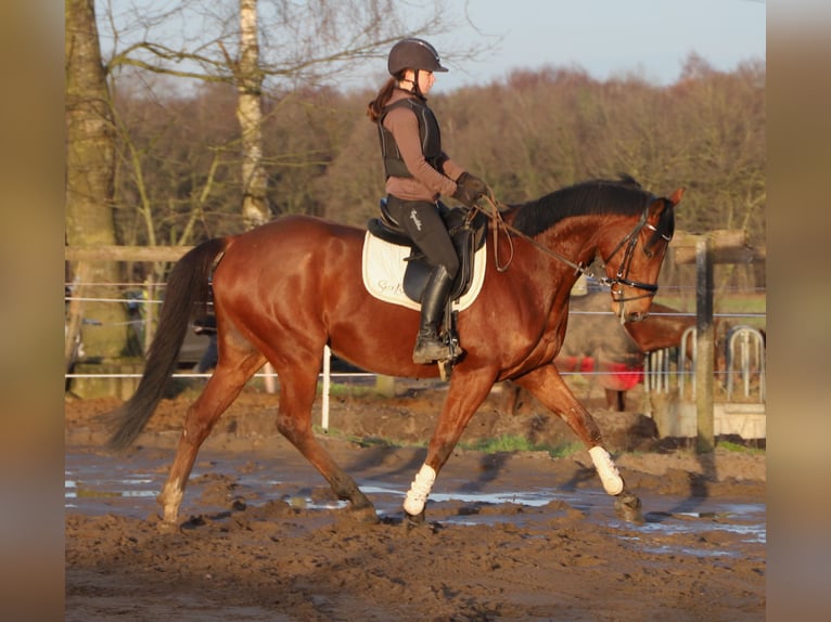 Caballo de deporte irlandés Mestizo Caballo castrado 6 años 164 cm Castaño in uelsen