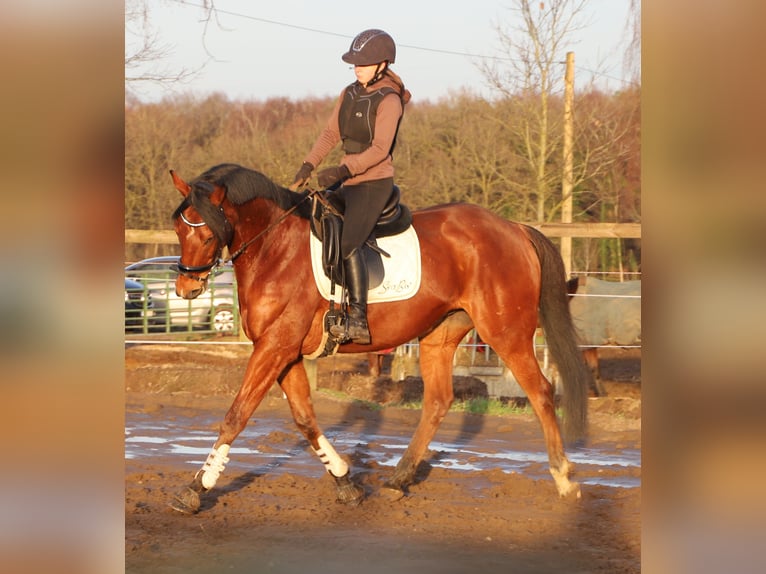 Caballo de deporte irlandés Mestizo Caballo castrado 6 años 164 cm Castaño in uelsen