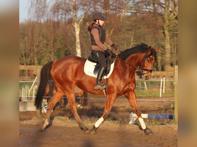 Caballo de deporte irlandés Mestizo Caballo castrado 6 años 164 cm Castaño in uelsen