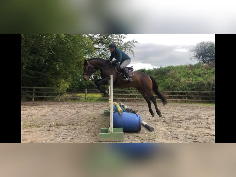 Caballo de deporte irlandés Caballo castrado 6 años 164 cm Castaño rojizo in Cork