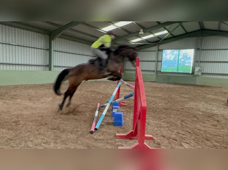 Caballo de deporte irlandés Caballo castrado 6 años 164 cm Castaño rojizo in Cork