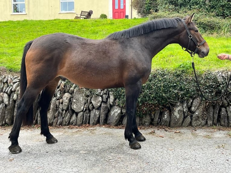 Caballo de deporte irlandés Caballo castrado 6 años 164 cm Castaño rojizo in Cork