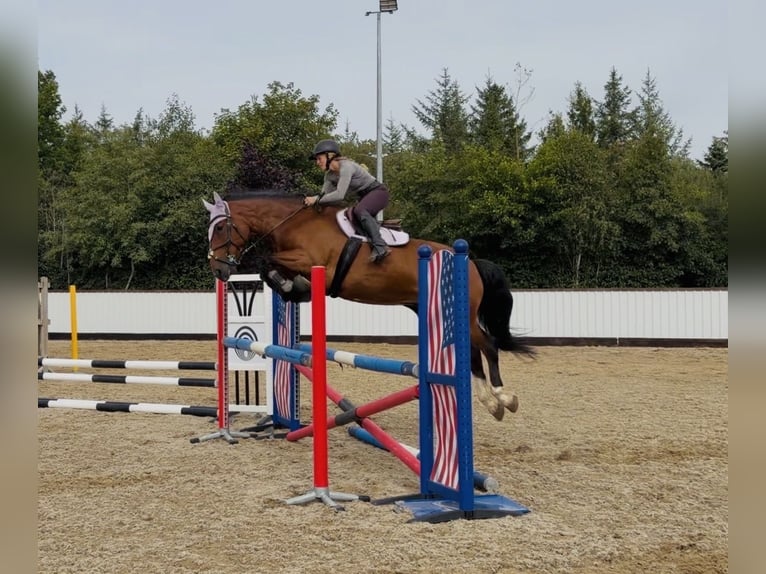 Caballo de deporte irlandés Caballo castrado 6 años 164 cm Castaño rojizo in Mountrath, Co. Laois