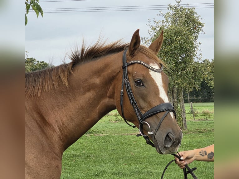 Caballo de deporte irlandés Mestizo Caballo castrado 6 años 165 cm Alazán in Wachtendonk