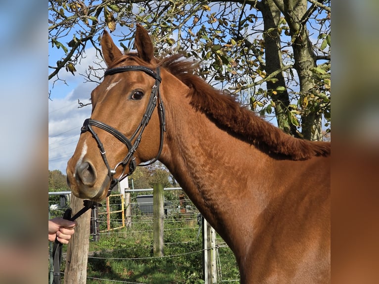 Caballo de deporte irlandés Mestizo Caballo castrado 6 años 165 cm Alazán in Wachtendonk