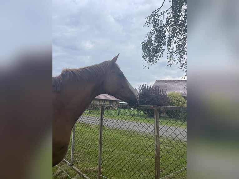 Caballo de deporte irlandés Caballo castrado 6 años 165 cm Alazán in Stöffin