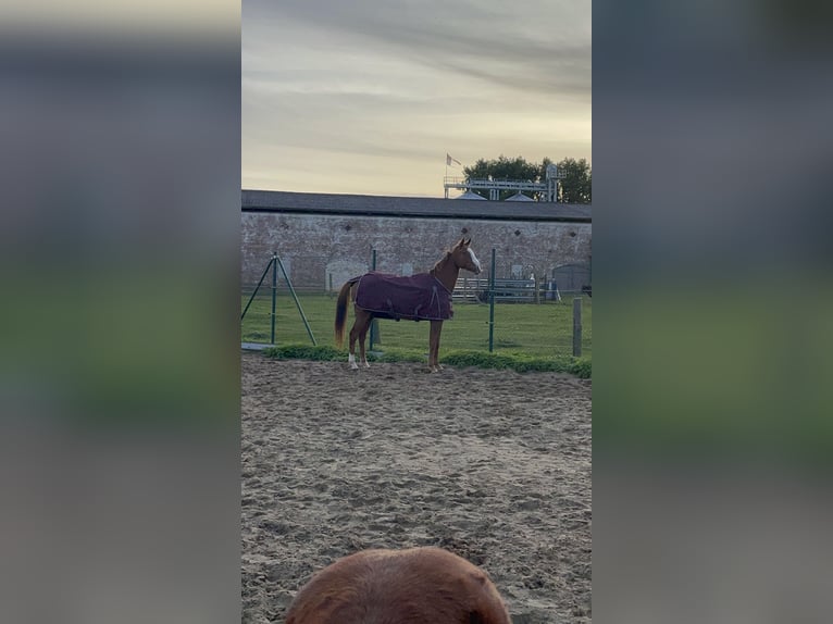 Caballo de deporte irlandés Caballo castrado 6 años 165 cm Alazán in Stöffin