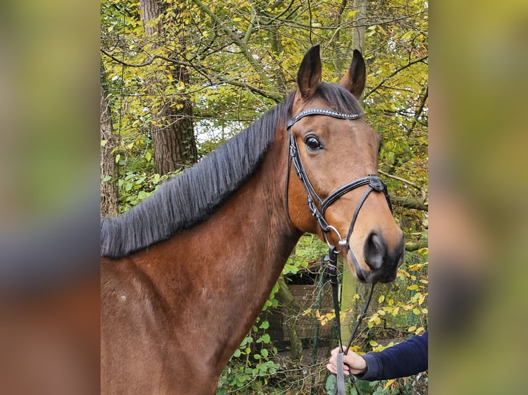 Caballo de deporte irlandés Caballo castrado 6 años 165 cm Castaño in Nettetal