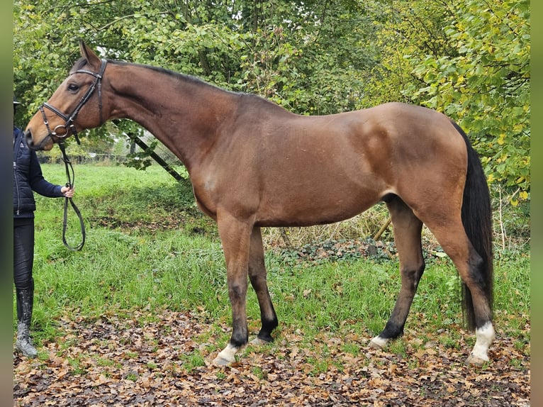 Caballo de deporte irlandés Caballo castrado 6 años 165 cm Castaño in Nettetal