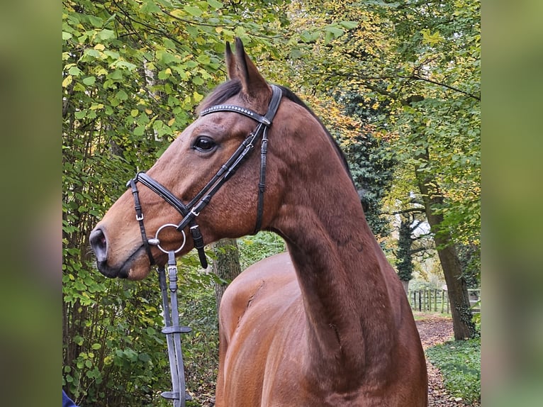 Caballo de deporte irlandés Caballo castrado 6 años 165 cm Castaño in Nettetal