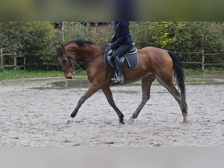 Caballo de deporte irlandés Caballo castrado 6 años 165 cm Castaño in Nettetal