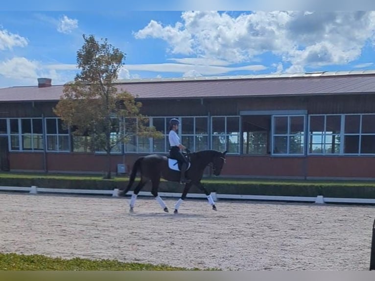 Caballo de deporte irlandés Caballo castrado 6 años 165 cm Castaño oscuro in Loiching