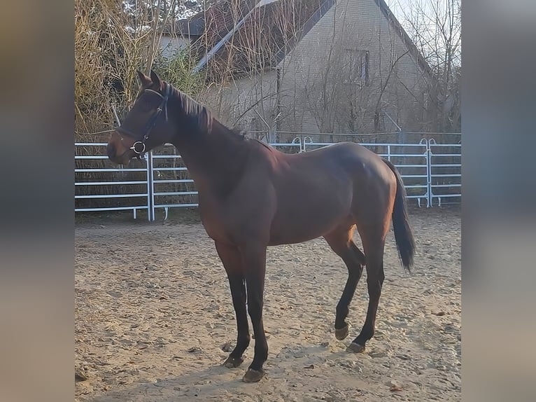 Caballo de deporte irlandés Caballo castrado 6 años 165 cm Castaño oscuro in Lage