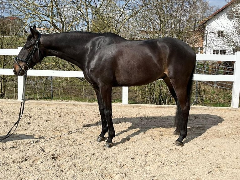 Caballo de deporte irlandés Caballo castrado 6 años 165 cm Castaño oscuro in Loiching