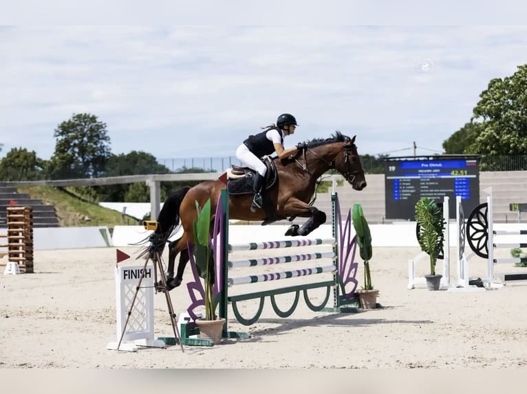 Caballo de deporte irlandés Caballo castrado 6 años 165 cm Castaño rojizo in Ljuubljana