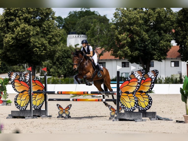 Caballo de deporte irlandés Caballo castrado 6 años 165 cm Castaño rojizo in Ljuubljana