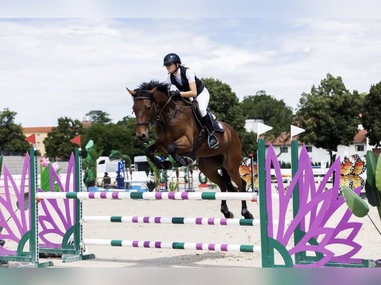 Caballo de deporte irlandés Caballo castrado 6 años 165 cm Castaño rojizo in Ljuubljana