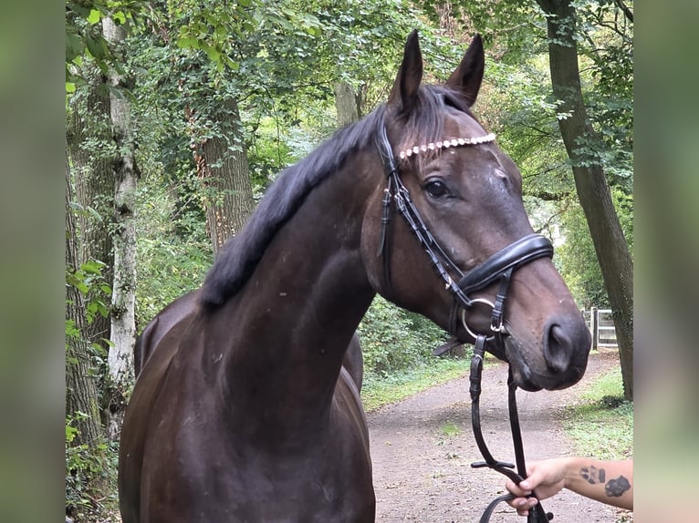 Caballo de deporte irlandés Caballo castrado 6 años 165 cm Morcillo in Wachtendonk
