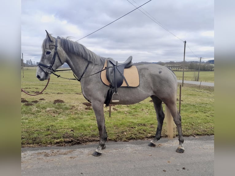 Caballo de deporte irlandés Caballo castrado 6 años 165 cm Tordo in Nettersheim